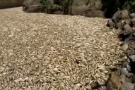 La marea de peces muertos en Tucumán recorre los medios del país
