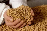 El Gobierno quiere aplicarles la Ley Antiterrorista a los sojeros