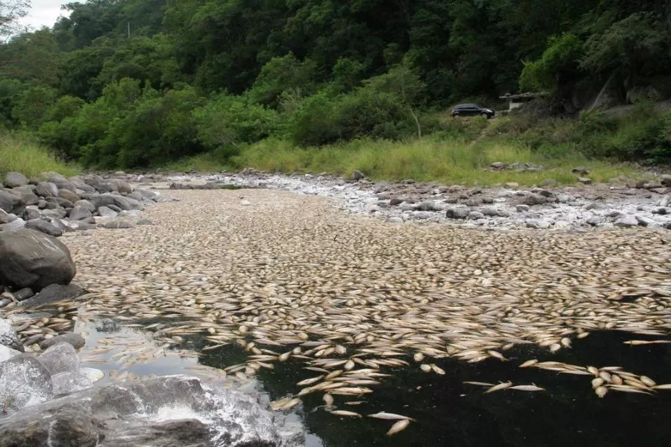 UNA MASACRE. Nadie se anima a pescar en el río Marapa, donde yacen muertos cientos de miles de sábalos, bagres y dorados, entre otras especies.  FOTOS GENTILEZA DE HECTOR GALLO - LA GACETA / JUAN PABLO SANCHEZ NOLI