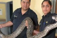 Intentaron quemar una lampalagua de más de tres metros