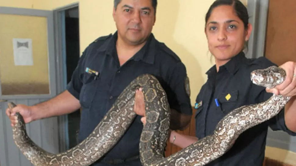 SALVADA. Policías santiagueños posaron con la lampalagua, cuyo nombre técnico es boa constrictor occidentanlis. FOTO TOMADA DE DIARIOPANORAMA.COM