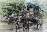 Verdulería tracción a sangre en pleno siglo XXI