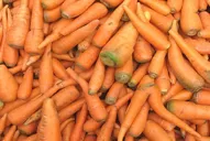 Investigadores argentinos inventaron un combustible de zanahorias