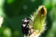 Apuestan a que el precio los ayude a recuperarse