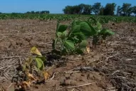 Eeaoc: estiman pérdidas de alrededor del 50%,  a partir de las recorridas por distintos campos