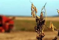 Segundo año consecutivo que enfrentan una sequía