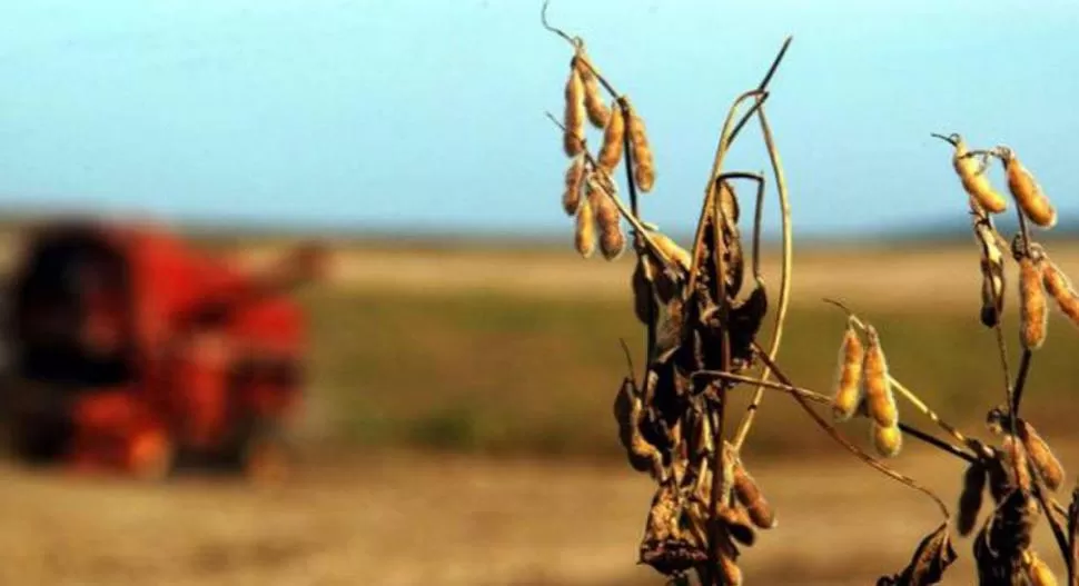 PLANTAS QUEMADAS. Sumatoria de falta de agua y altas temperaturas. 