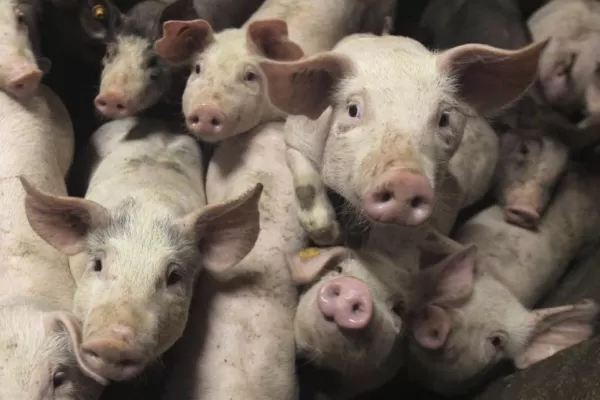 Neme confirmó que pronto se firmará con China un acuerdo de inversiones para el sector porcino