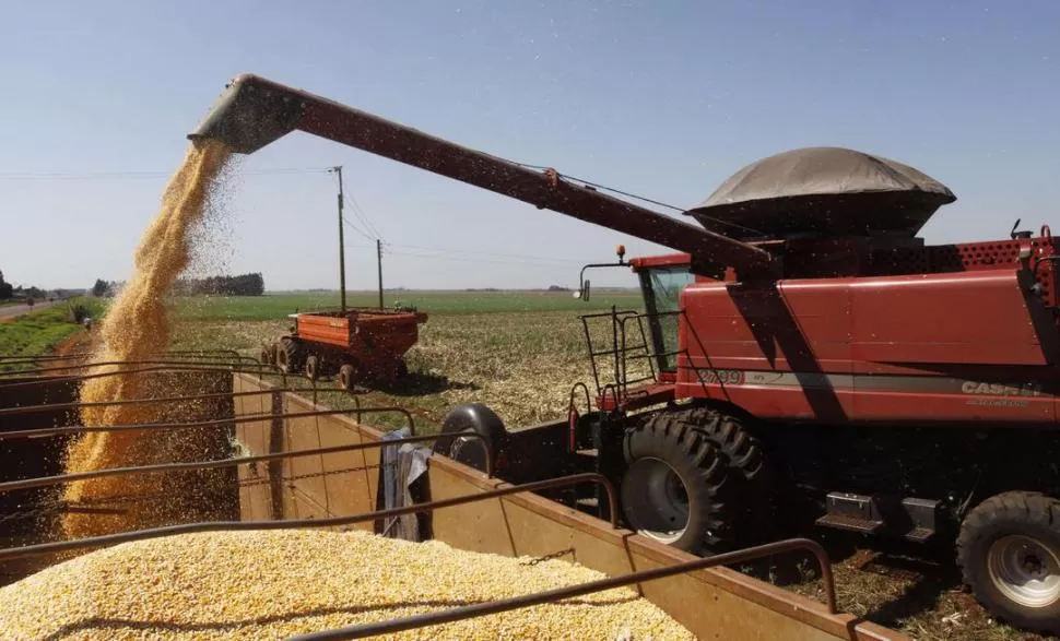 COSECHA EN BAJA. La entidad rural advierte que existe el riesgo de que productores tucumanos desaparezcan a raíz de la caída de la producción de granos 2012-2013, debido a la seca. REUTERS