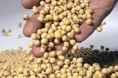 En Chicago, la soja mejoró 0,5% y cerró en U$S 525,57