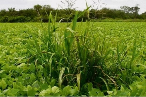 Las malezas se adaptaron a los nuevos manejos