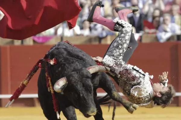 Fuerte cornada a un torero español