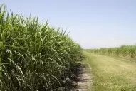 Cañeros no quieren empezar la zafra