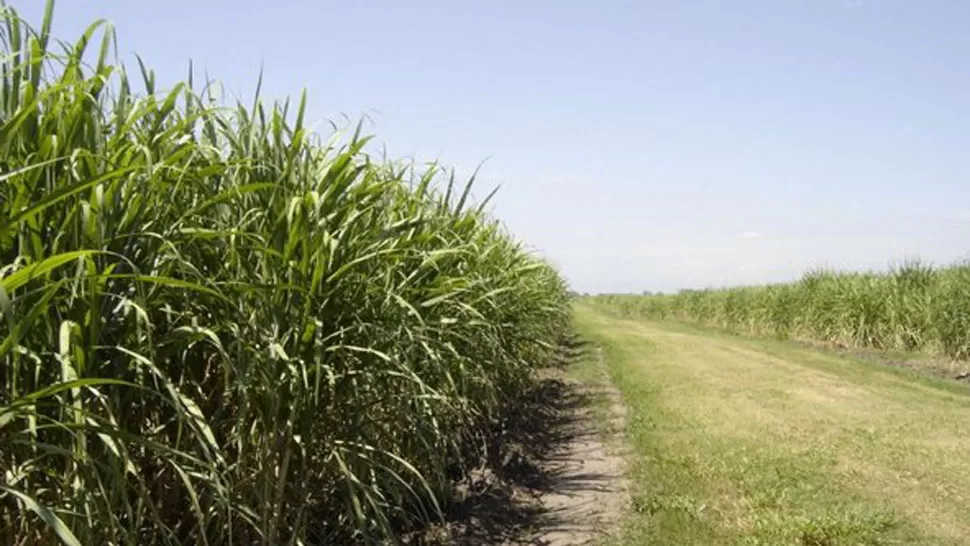 CIFRA IRRISORIA. Los intermediarios ofrecen $ 25 por tonelada de caña en pie. LA GACETA. 