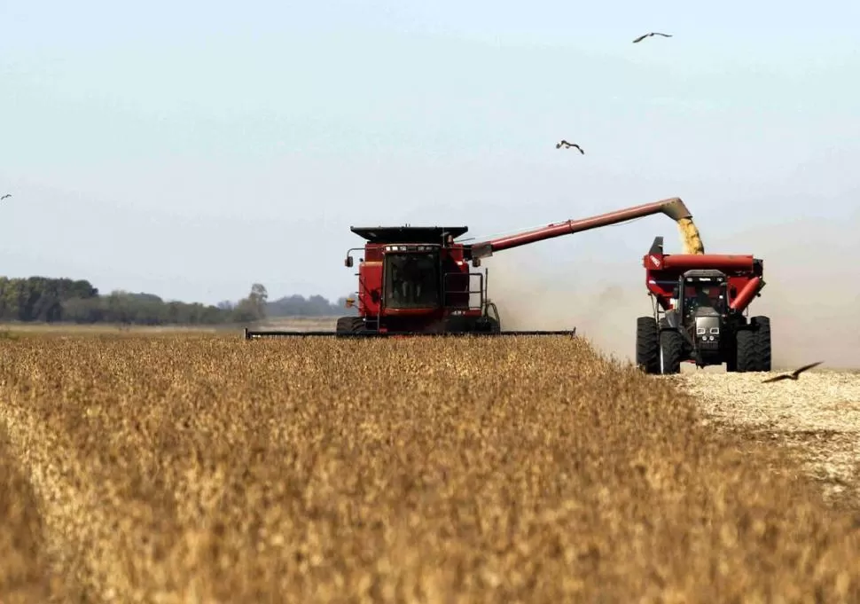 POR DEBAJO DEL PROMEDIO. El último informe de la Sociedad Rural de Tucumán estima una caída del rinde a 1,4 tonelada de soja por hectárea. REUTERS