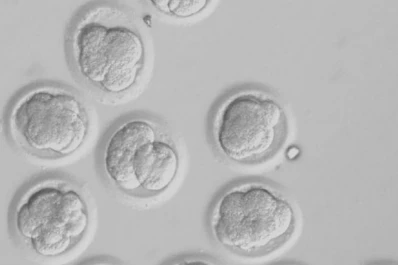 Científicos crean células madre humanas a través de clonaciones