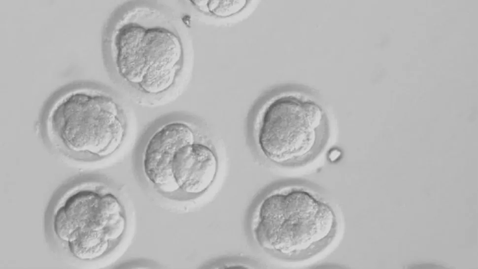 ESTUDIOS.- Científicos crean células madre humanas con la misma técnica que produjo a la famosa oveja Dolly en 1996. FOTO TOMADA DE LA NACION.COM