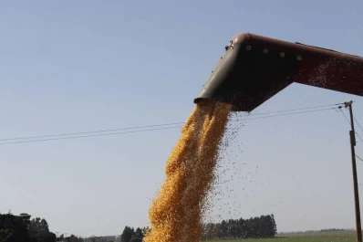El arriendo de los campos bajará entre un 15% y un 20%