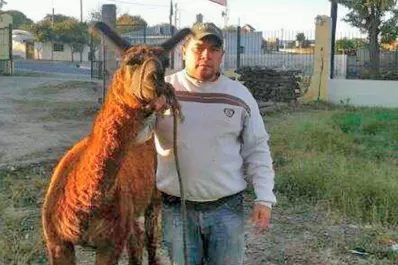 La Policía detuvo a una llama sospechada de matar a su dueño