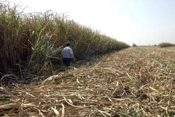 La variedad LCP 85-384 creció en dos puntos su rendimiento