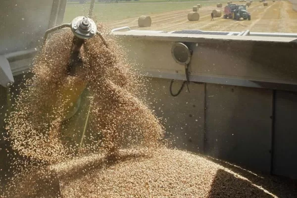 En la Eeaoc estiman que nadie producirá trigo en secano