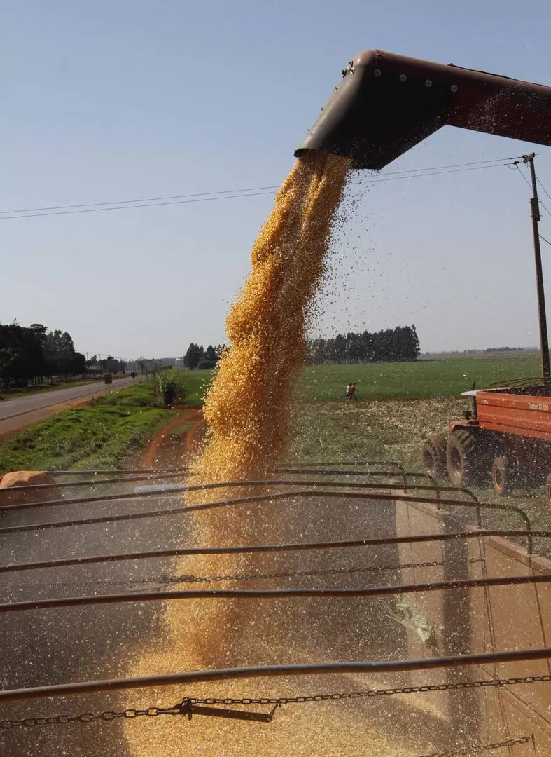 Los dueños  de las tierras podrían compartir este año los riesgos del cultivo. REUTERS 