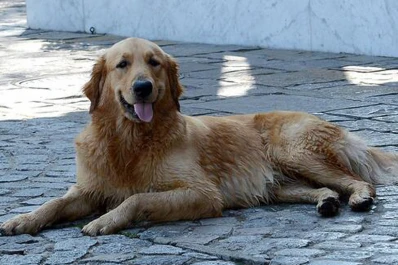 Por Twitter, Cristina mostró sus perros y habló de las zonceras argentinas