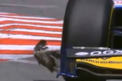A lo Matrix: la paloma que se salvó de milagro en Mónaco