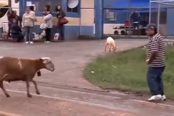 Una cabra desató su furia y se hizo famosa en YouTube