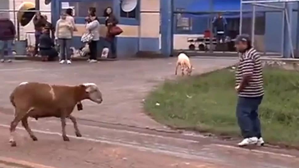 PREPARADOS, LISTOS... La cabra londrina toma impulso para cabecear a un hombre que intentó enfrentarla. CAPTURA DE VIDEO