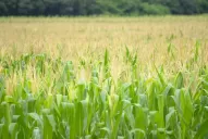 El futuro del campo pasa por la sustentabilidad