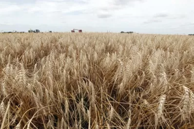 Argentina: Por la escasez de siembra y de oferta del cereal, el trigo hoy vale más que la soja