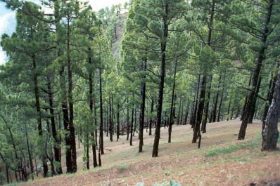 Buscan darle forma a la ley forestal para Tucumán