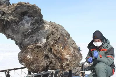 Hallan sangre y tejidos en los restos de un mamut en Siberia