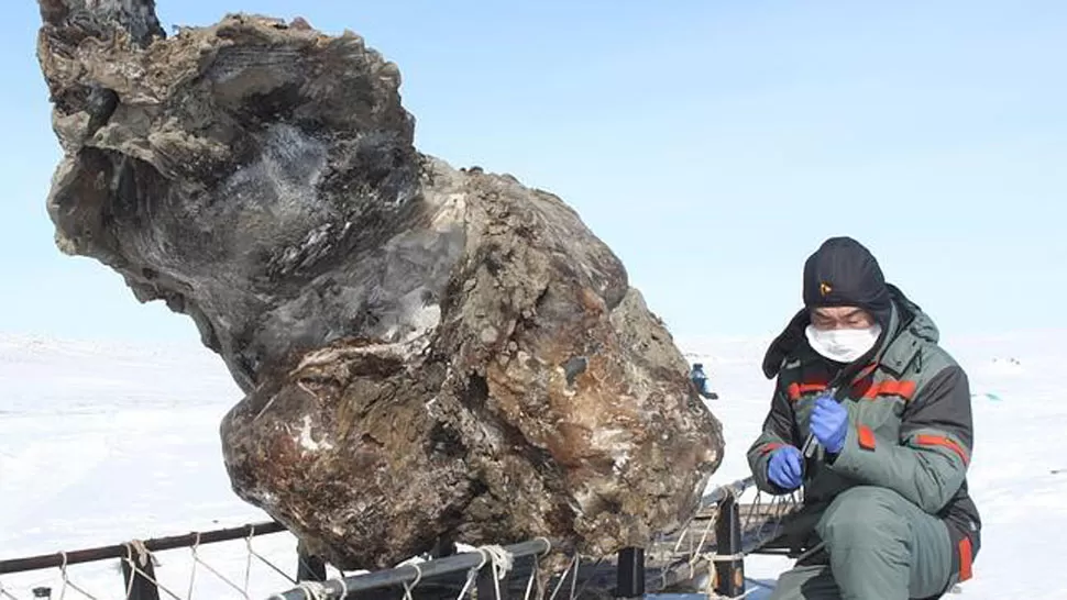 IMPACTANTE. Un investigador dijo que la sangre fluyó al romper hielo bajo el abdomen del animal. FOTO TOMADA DE ABC.ES