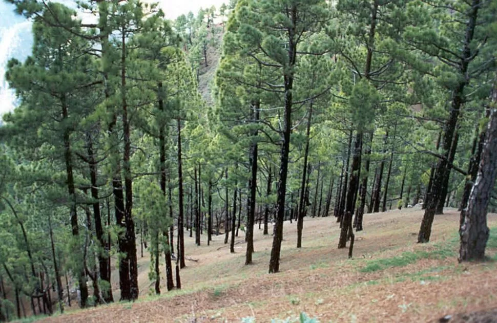 OBJETIVO. La meta principal es aumentar el área forestada en la provincia. LA GACETA / FOTO DE ARCHIVO