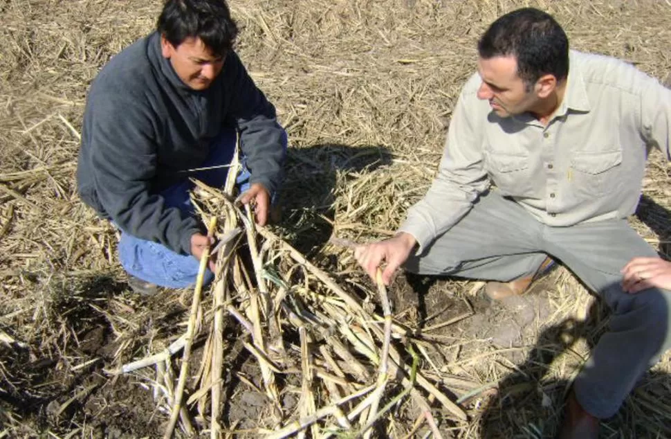 CERTEZA. Es fundamental que los cañeros conozcan, fehacientemente, qué es lo que se pierde de caña una vez que pasan las cosechadoras por el lote. GENTILEZA INTA FAMAILLA 