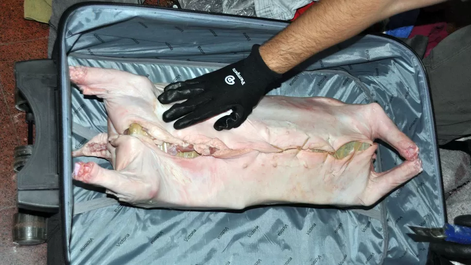 INSOLITO. Una decena de ladrillos fueron escondidos dentro del cuerpo del animal. TELAM