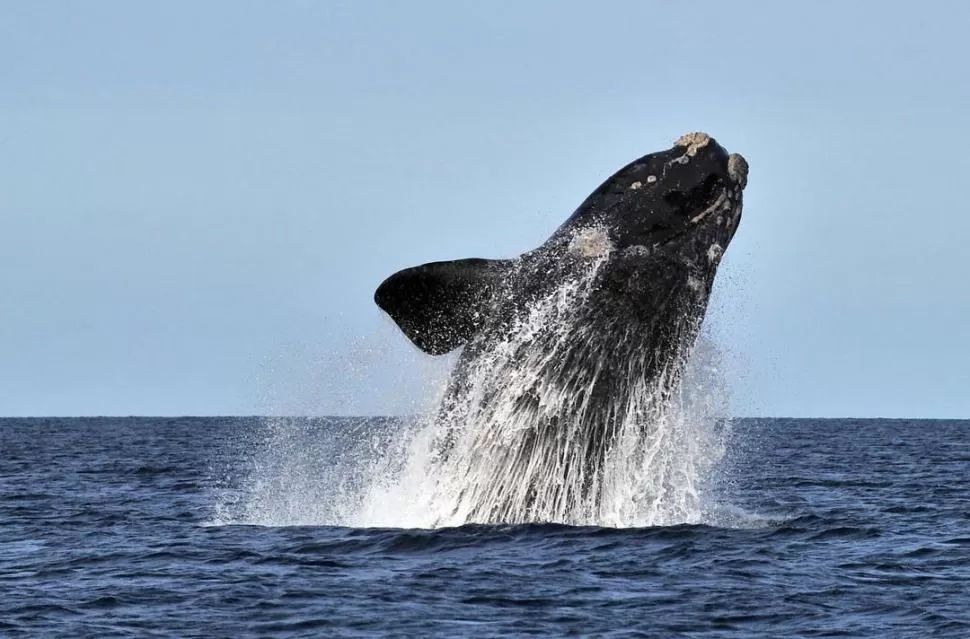 CADA VEZ MENOS. La alegría que transmiten las ballenas se va perdiendo. TELAM 