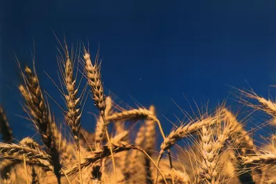 Monsanto avanza en la investigación sobre un trigo transgénico