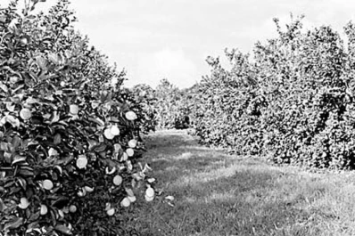 Es posible venderle fruta a los mexicanos