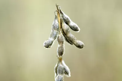 La soja tuvo un leve retroceso  y clausuró a 532,64 dólares