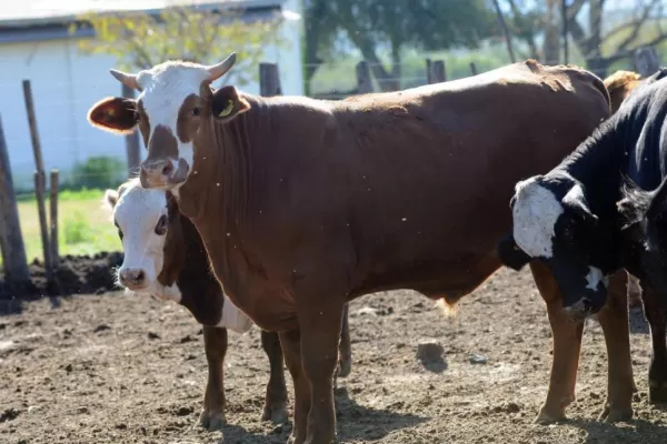 Buscan la asignación de fondos para la ganadería marginal