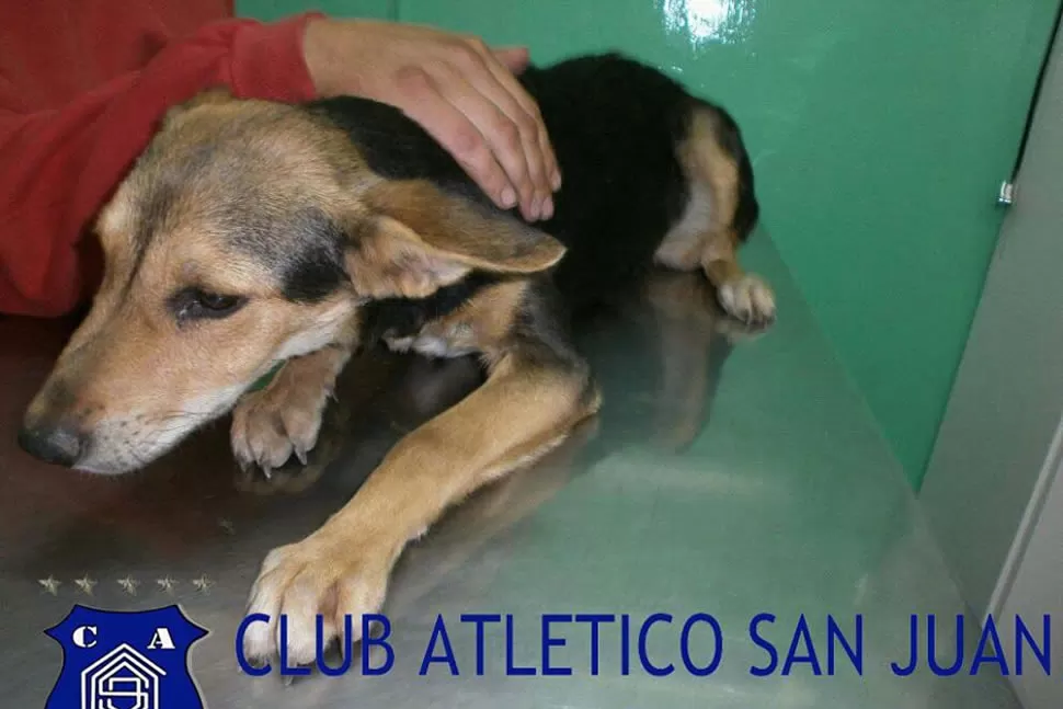 El perro maltratado por el futbolista de Bella Vista está bien