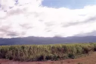 Las economías regionales están en estado crítico