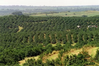 Para lograr frutos cítricos de calidad se necesita una nutrición balanceada