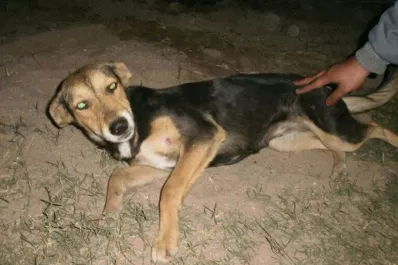 Se recupera Negrita, la perra agredida por el futbolista Jiménez