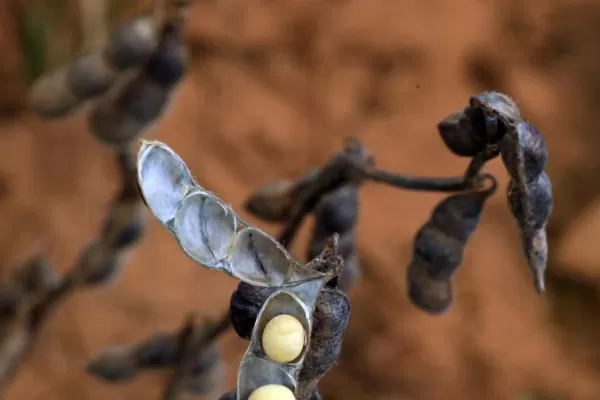 Estiman que el suministro mundial de soja aumentará