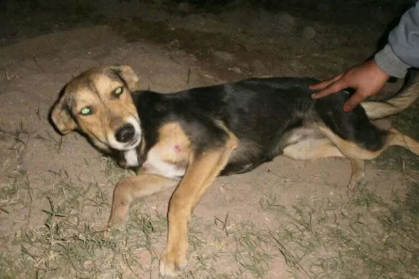 Se recupera Negrita, la perra agredida por el futbolista Jiménez