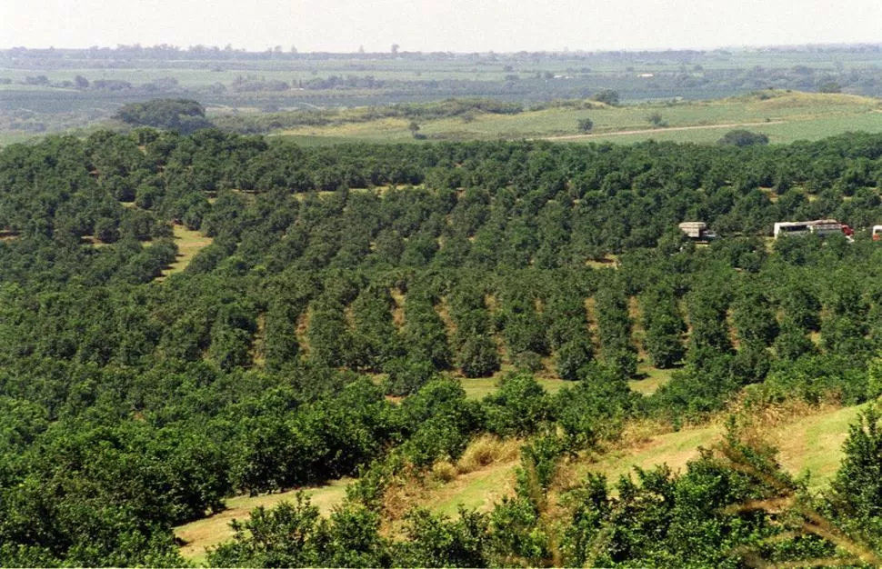 EQUILIBRIO. Los nutrientes favorecen el desarrollo adecuado de la plantación. LA GACETA / FOTO DE FRANCO VERA (ARCHIVO)